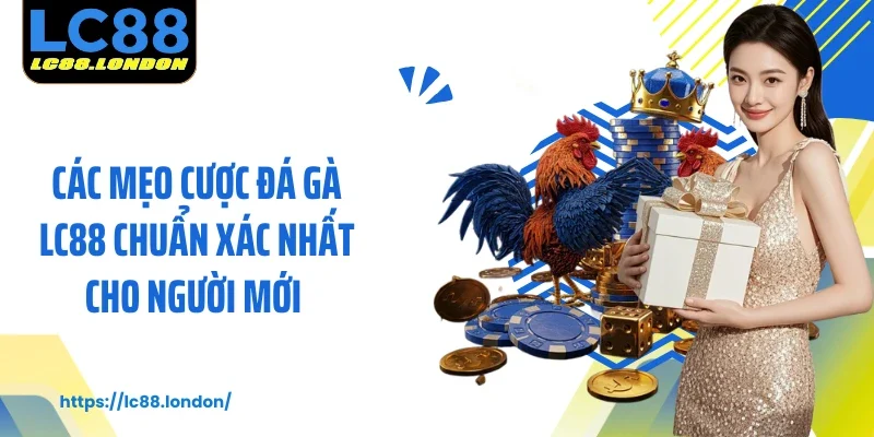 Các mẹo cược đá gà LC88 chuẩn xác nhất cho người mới 