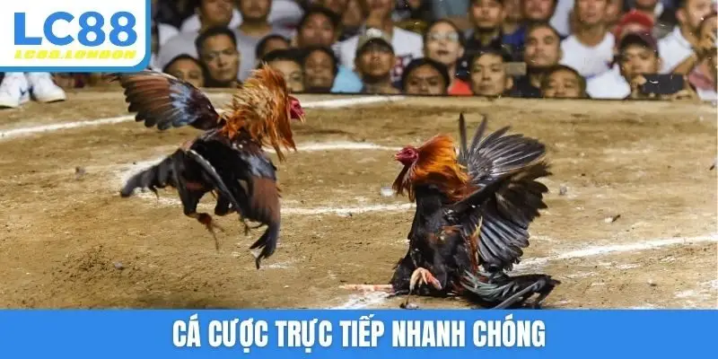 Cá cược trực tiếp nhanh chóng