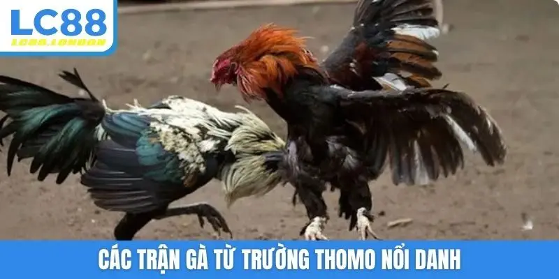 Các trận gà từ trường THOMO nổi danh