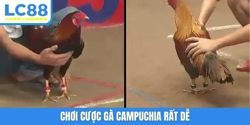 Chơi cược gà Campuchia rất dễ