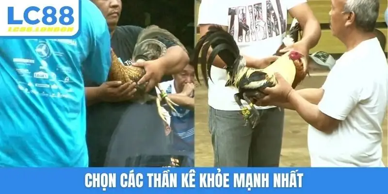 Chọn các thần kê khỏe mạnh nhất