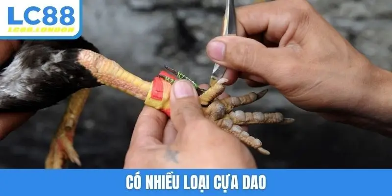 Có nhiều loại cựa dao