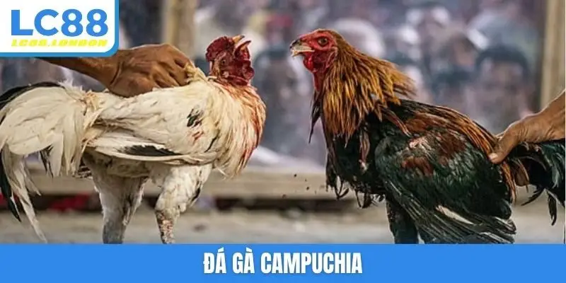 đá gà Campuchia