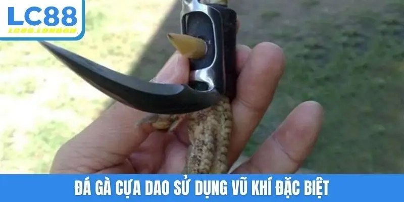 Đá gà cựa dao sử dụng vũ khí đặc biệt
