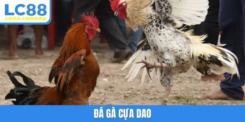 Đá gà cựa dao