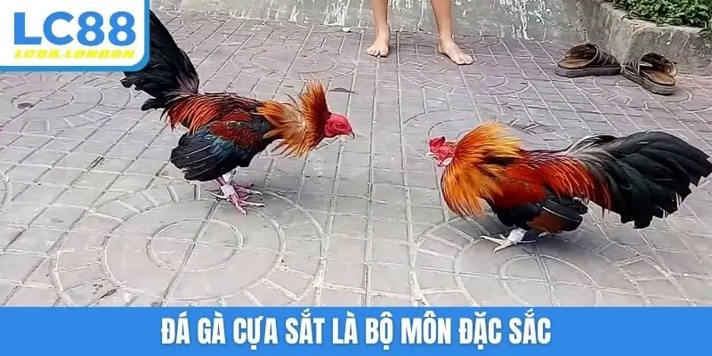 Đá gà cựa sắt là bộ môn đặc sắc