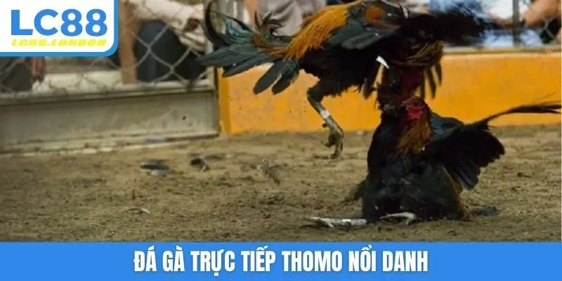Đá gà trực tiếp Thomo nổi danh