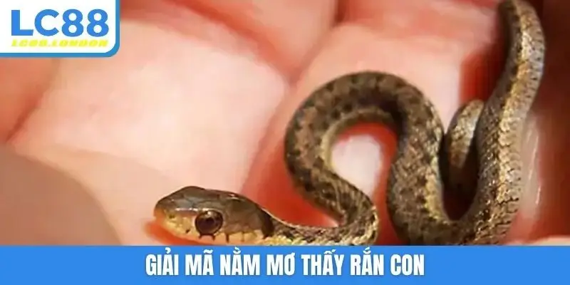 Giải mã nằm mơ thấy rắn con