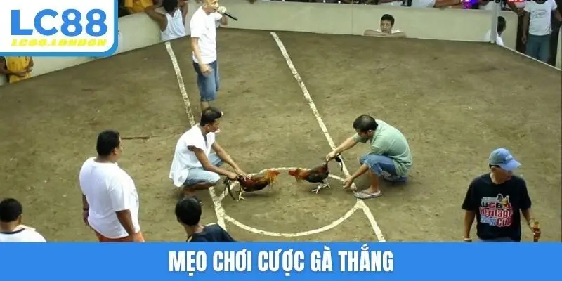 Mẹo chơi cược gà thắng