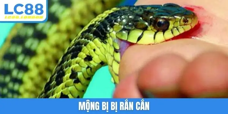 Mộng bị bị rắn cắn