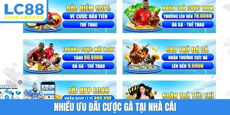 Nhiều ưu đãi cược gà tại nhà cái