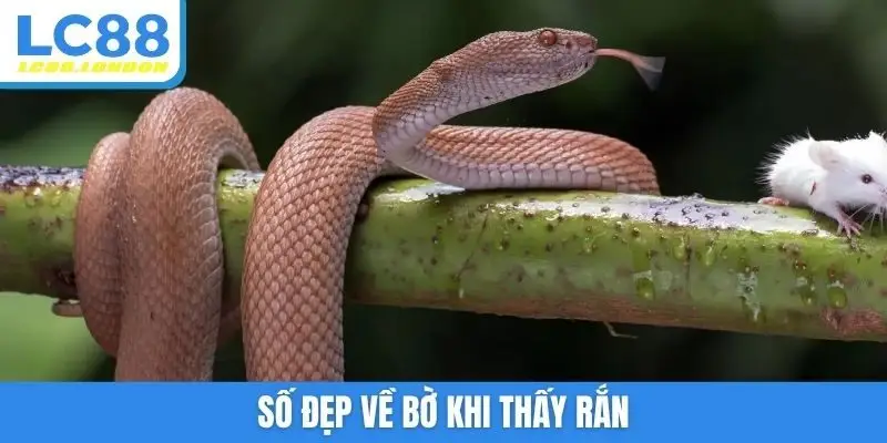 Số đẹp về bờ khi thấy rắn
