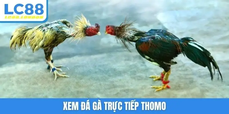 Xem đá gà trực tiếp Thomo